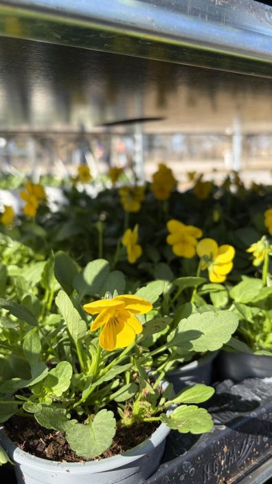 Orvokkitaimi 9cm tuotekuva 3