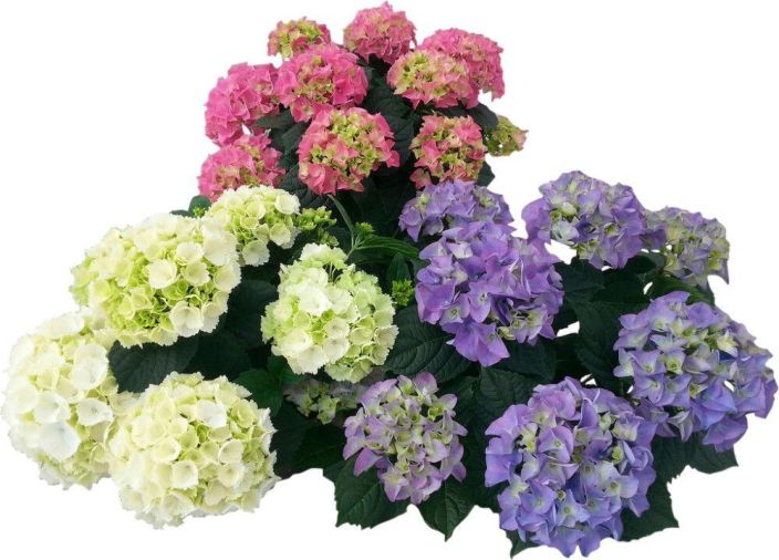 Terassihortensia 23cm Valikoimassa puna-, valko- ja sinikukkaisia terassihortensioita 23 cm ruukussa. Terassihortensia 23cm Valikoimassa puna-, valko- ja sinikukkaisia terassihortensioita 23 cm ruukussa.