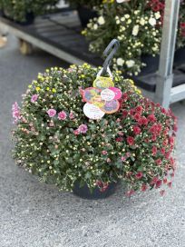 Pallokrysanteemi Skyfall trio amppeli 23cm 40-45cm