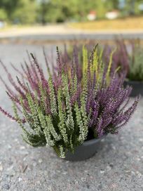 Calluna 23 cm vati carneval
