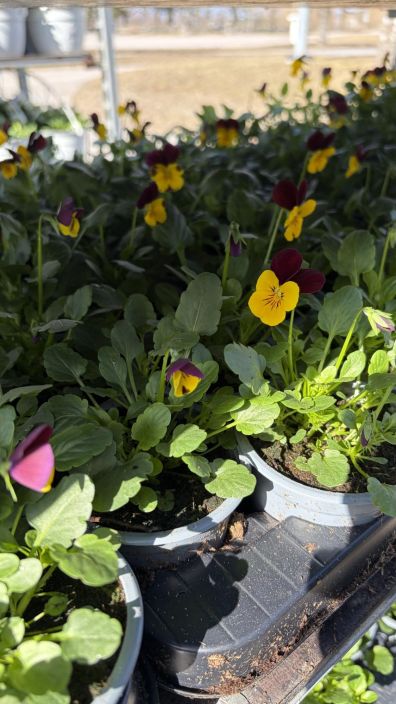 Orvokkitaimi 9cm tuotekuva 2