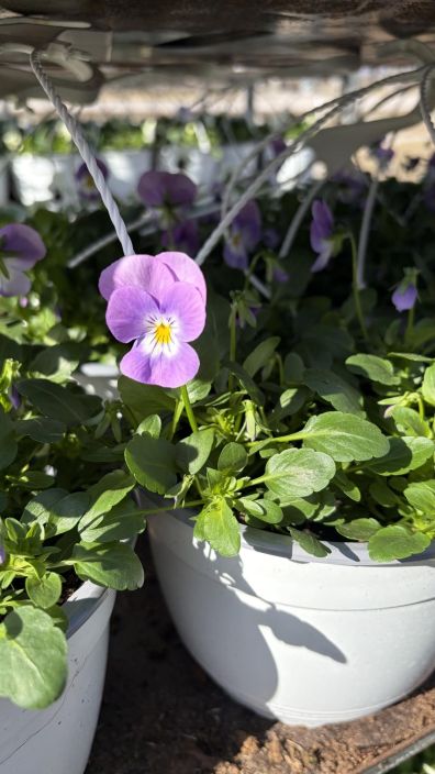 Orvokkiamppeli tuotekuva 3