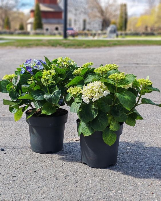 Terassihortensia 19cm tuotekuva 1 Terassihortensia 19cm tuotekuva 1