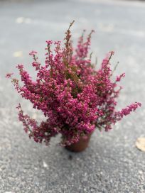 Erica 11 cm