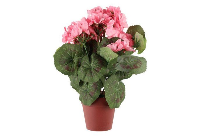 4Living Pelargonia ruukussa 631964 tuotekuva 2