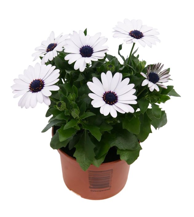 Tahtisilma/saakukka 11cm osteospermum mixkar Tahtisilma 11 cm ruukussa. Tahtisilma/saakukka 11cm osteospermum mixkar Tahtisilma 11 cm ruukussa.