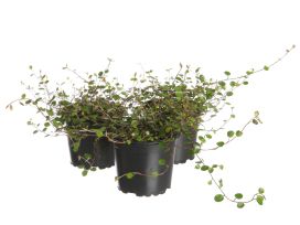 Lankaköynnös 11cm