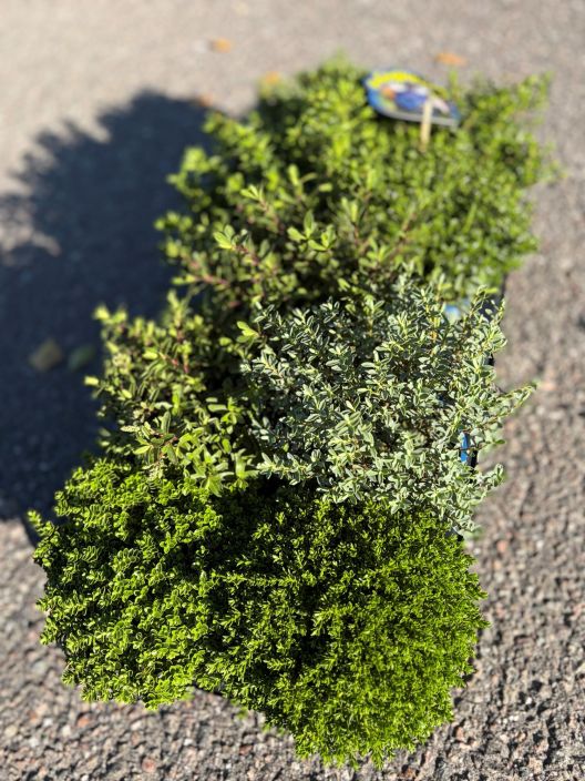 Tarhapensastädyke 12cm tuotekuva 1 Tarhapensastädyke 12cm tuotekuva 1