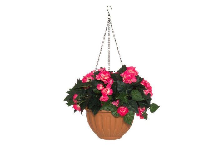 4Living Begonia amppeli pinkki 631745 924-5527