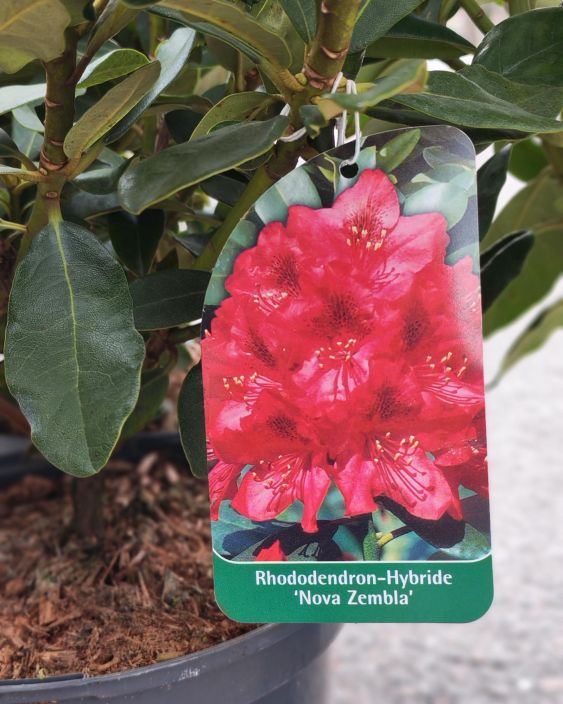 Alppiruusu 21cm tuotekuva 3 Alppiruusu 21cm tuotekuva 3