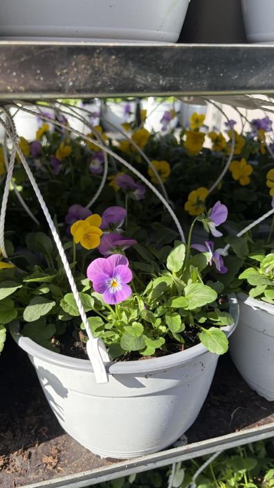 Orvokkiamppeli tuotekuva 6