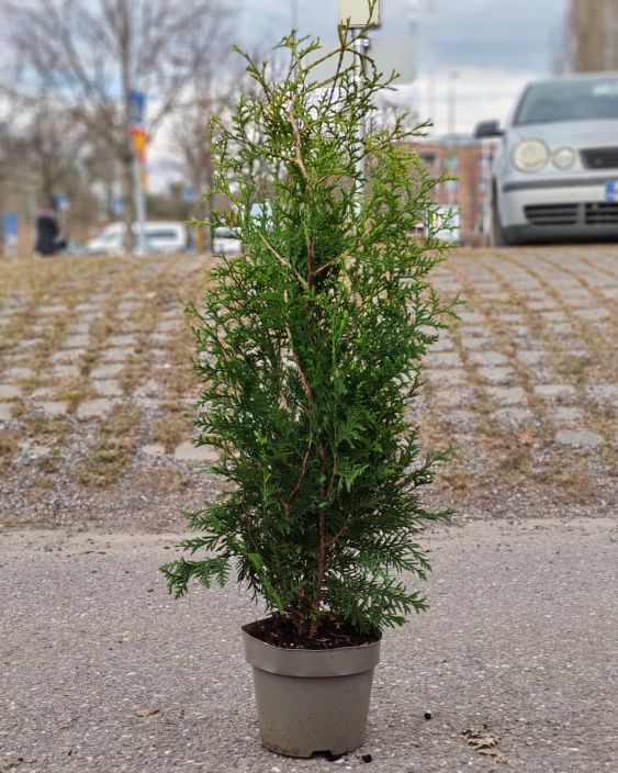 Kartiotuija "Brabant" 60-80cm tuotekuva 1