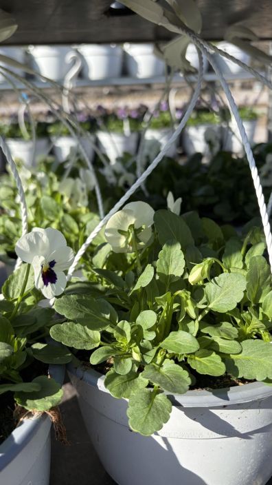 Orvokkiamppeli tuotekuva 7