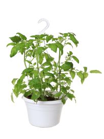 Tomaattiamppeli 25cm