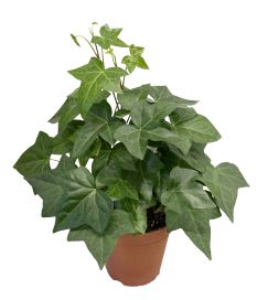 Muratti isolehtinen Montgomery 13cm