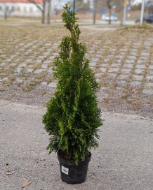 Timanttituija Smaragd 60-80cm