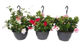 Maljaköynnösamppeli 25cm