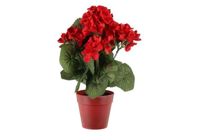 4Living Pelargonia ruukussa 631964 tuotekuva 1