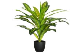 4Living 4Living Traakkipuu ruukussa 60 cm 643592