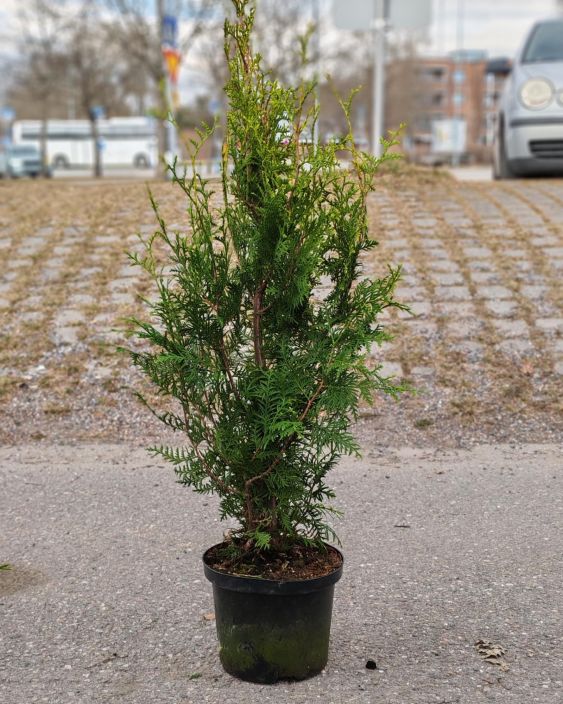 Kartiotuija "Brabant" 80-100cm tuotekuva 1