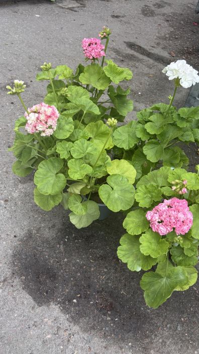KOTIMAINEN pelargonia iso 14cm tuotekuva 1