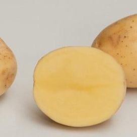 maa-aitta Istukasperuna Lady Felicia 5kg