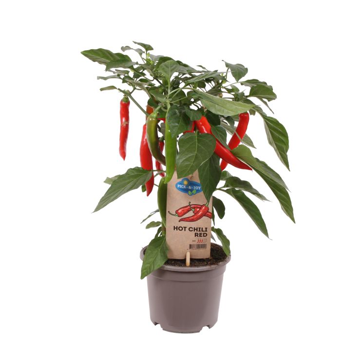 Chilipaprika 14cm tuotekuva 1