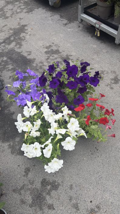 Kesäkukkamix 13cm tuotekuva 1