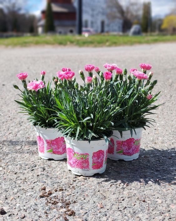 Neilikka "I love you" Neilikka "I love you" 10,5 cm ruukussa. Neilikka "I love you" Neilikka "I love you" 10,5 cm ruukussa.