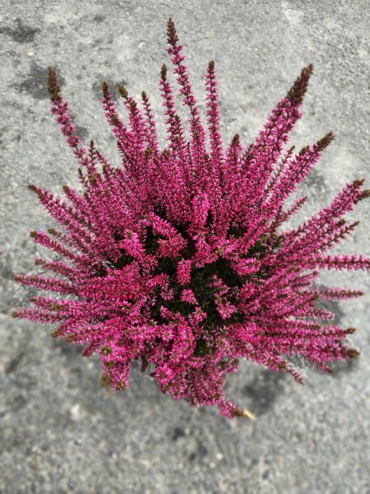 Calluna 12cm värjätty tuotekuva 3 Calluna 12cm värjätty tuotekuva 3