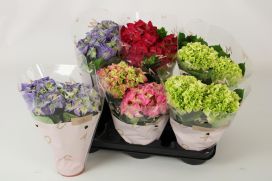 Terassihortensia 23cm