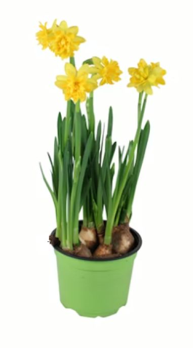 Narsissi Tete 12cm KOTIMAINEN Kotimainen tete-narsissi 12 cm ruukussa. Narsissi Tete 12cm KOTIMAINEN Kotimainen tete-narsissi 12 cm ruukussa.