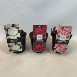 Pioni mix 13cm ruukussa