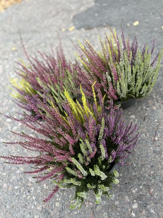 Calluna 23cm vati carneval tuotekuva 1