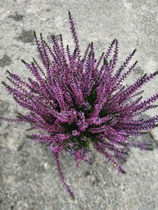 Calluna 12cm värjätty tuotekuva 2 Calluna 12cm värjätty tuotekuva 2