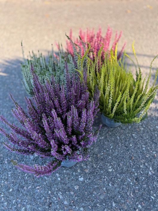 Calluna 12 cm Calluna 12 cm ruukussa. Calluna 12 cm Calluna 12 cm ruukussa.
