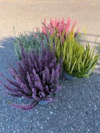 Calluna 12 cm