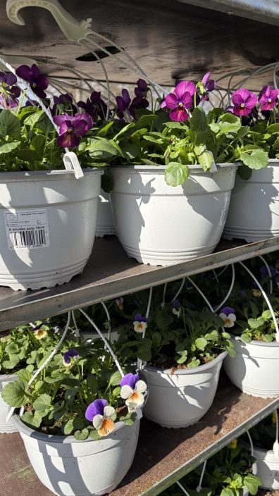 Orvokkiamppeli tuotekuva 5