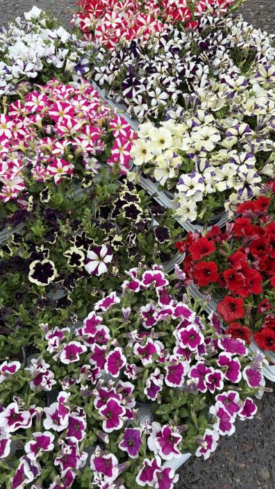 Petunia 10,5cm tuotekuva 2 Petunia 10,5cm tuotekuva 2