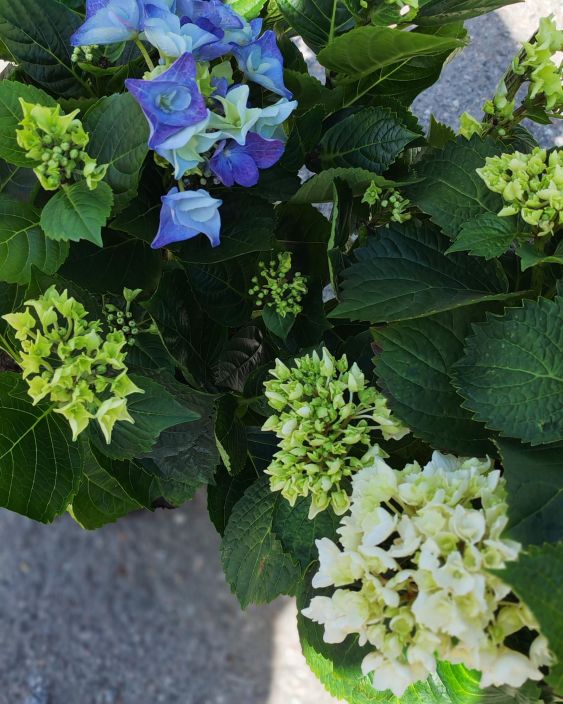 Terassihortensia 19cm tuotekuva 2 Terassihortensia 19cm tuotekuva 2