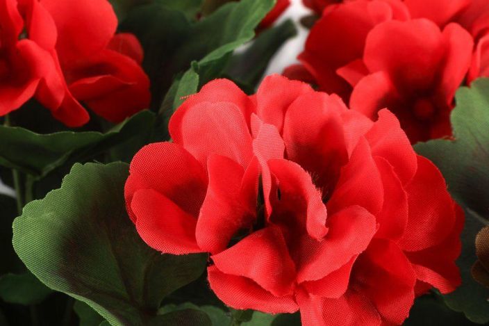 4Living Pelargonia parvekeruukussa punainen 631991 tuotekuva 1