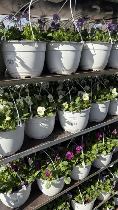 Orvokkiamppeli tuotekuva 4