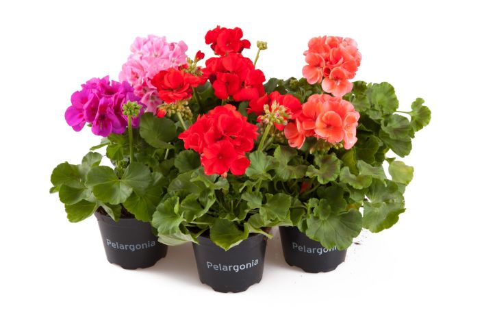 Pelargonia 12cm Pelargonia 12 cm ruukussa. Pelargonia 12cm Pelargonia 12 cm ruukussa.