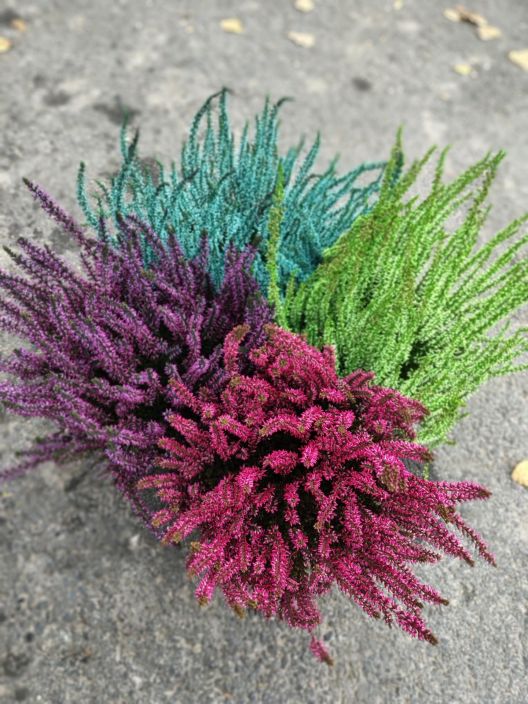 Calluna 12 cm varjatty Calluna 12 cm varjatty. Calluna 12 cm varjatty Calluna 12 cm varjatty.