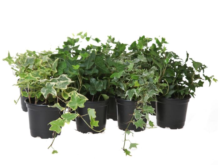 Muratti (Hedera) 11cm Muratti 11 cm ruukussa. Muratti (Hedera) 11cm Muratti 11 cm ruukussa.