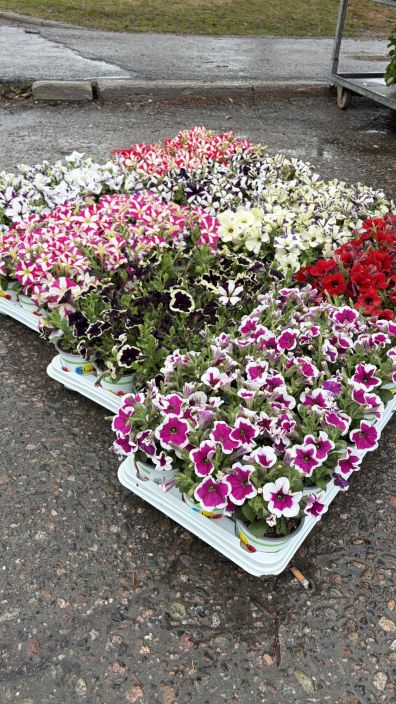 Petunia 10,5cm tuotekuva 1 Petunia 10,5cm tuotekuva 1