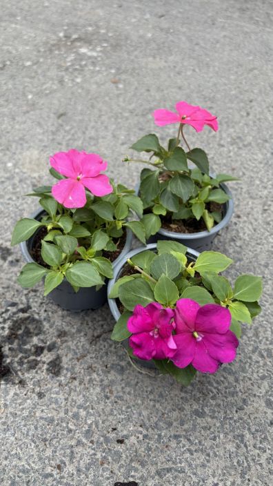 Kesakukkataimi 9cm Kotimaiset kesakukan taimet 9 cm ruukussa. Kesakukkataimi 9cm Kotimaiset kesakukan taimet 9 cm ruukussa.