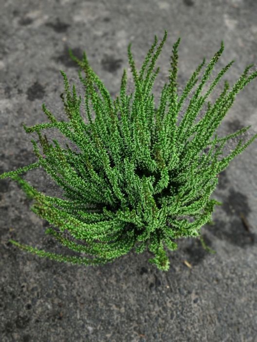 Calluna 12cm värjätty tuotekuva 4 Calluna 12cm värjätty tuotekuva 4