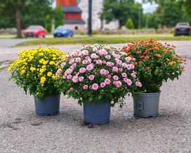 Pallokrysanteemi iso 19cm