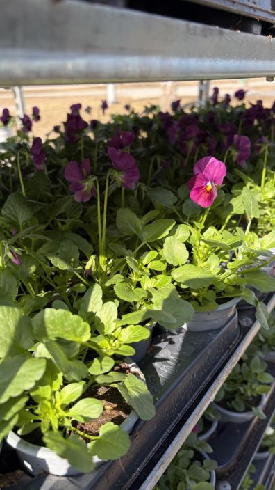 Orvokkitaimi 9cm tuotekuva 1